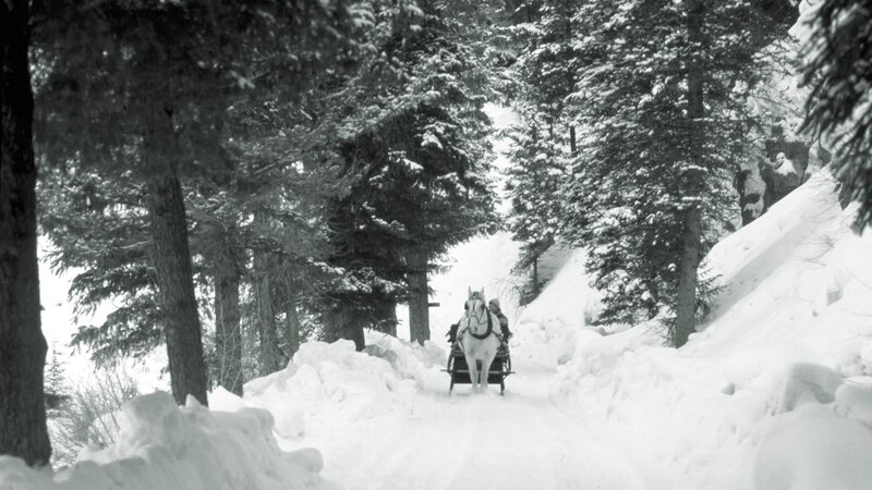 Horse-drawn sleigh in snowy forest