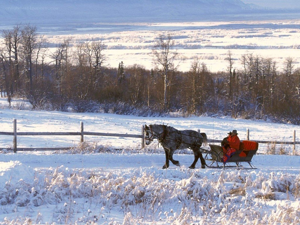Horse-drawn sleigh in winter