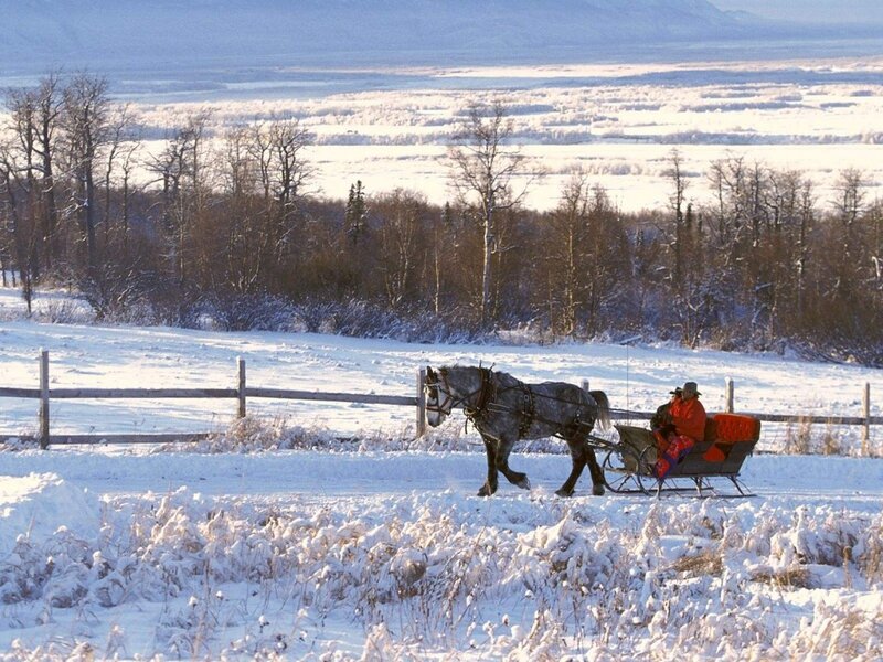 Horse-drawn Sleigh — White, Serene, Winter, Photograph, Horse, Fence, Brown
