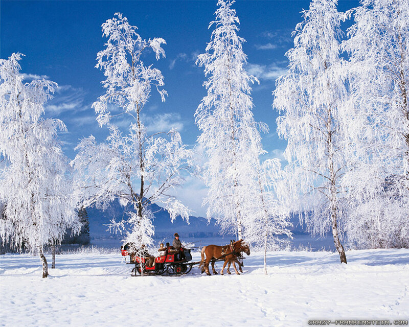 Horse-drawn Sleigh — White, Serene, Winter, Photograph, Horses