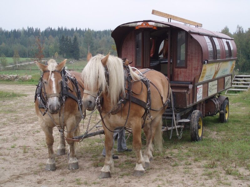 Horse-drawn wagon in a field