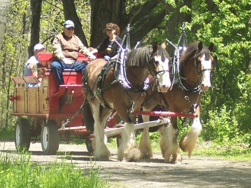 Horse-drawn wagon ride
