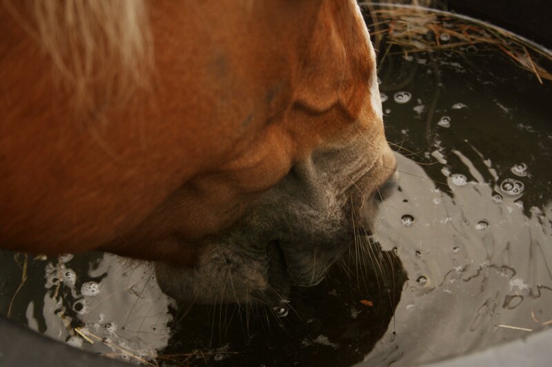 horse drinking from a bucket