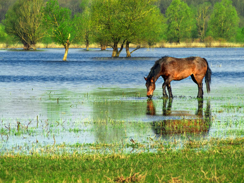 horse drinking from a flooded field