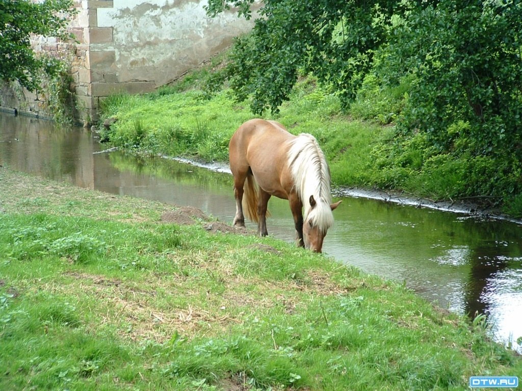 horse drinking from a stream