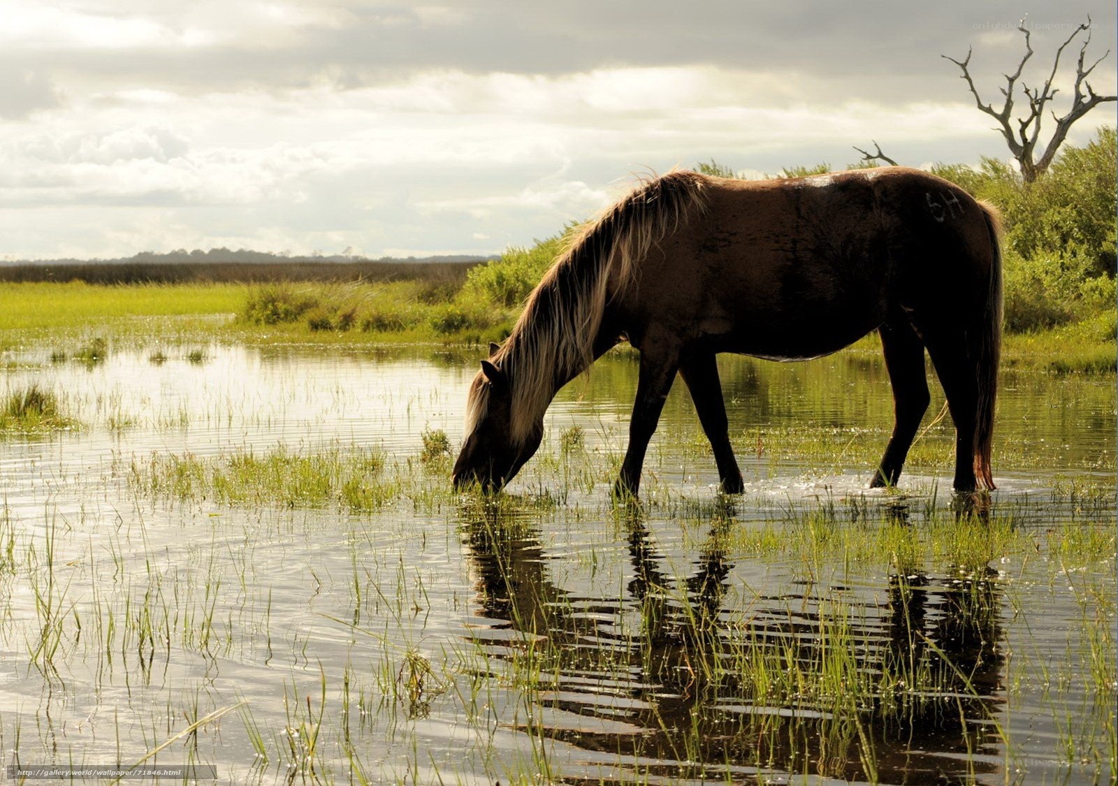 Horse drinking in a marsh