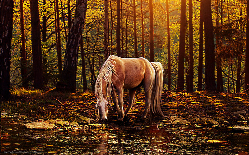 horse drinking in forest