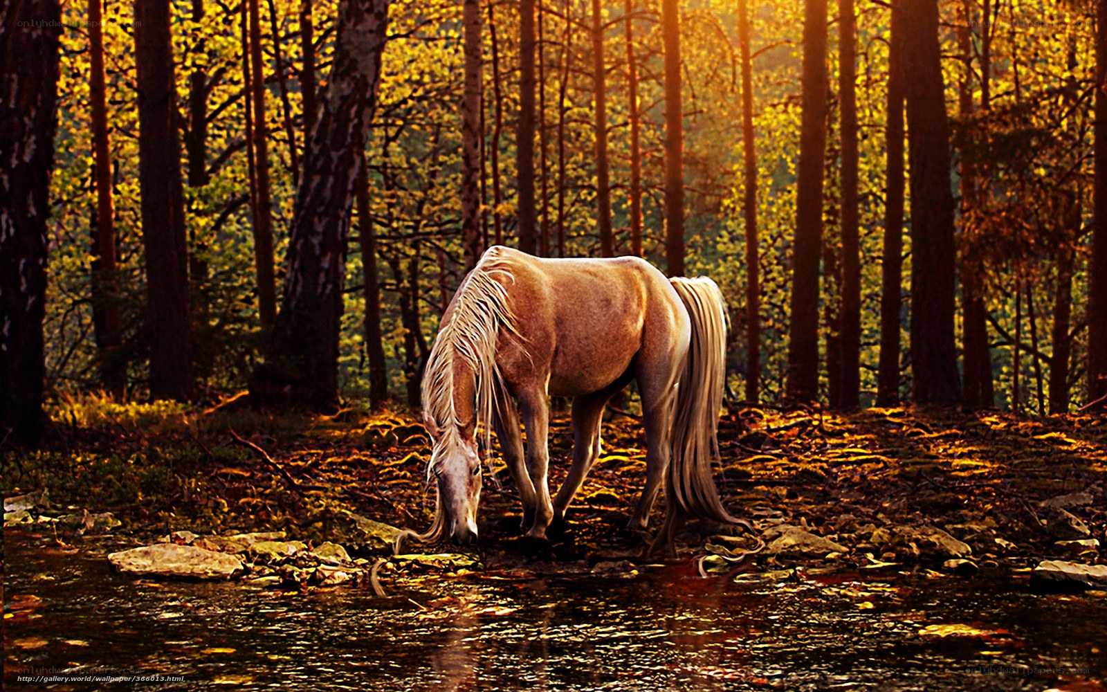 horse drinking in forest