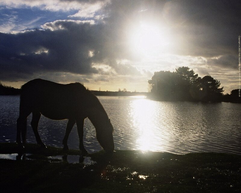 Horse Drinking Water — Blue