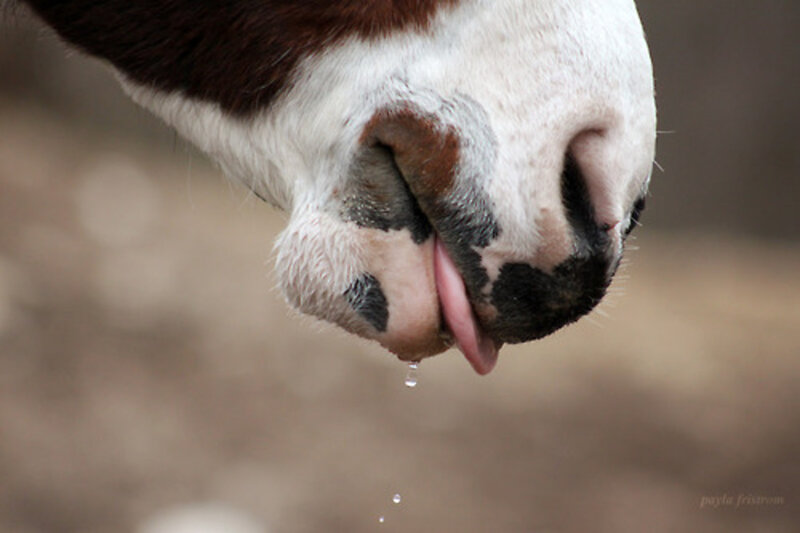 Horse Drinking Water — Brown