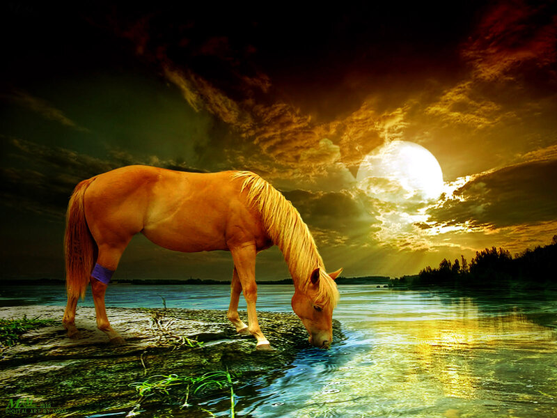 Horse Drinking Water — Gold, Dramatic