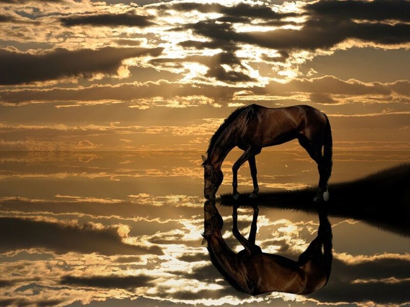 Horse Drinking Water