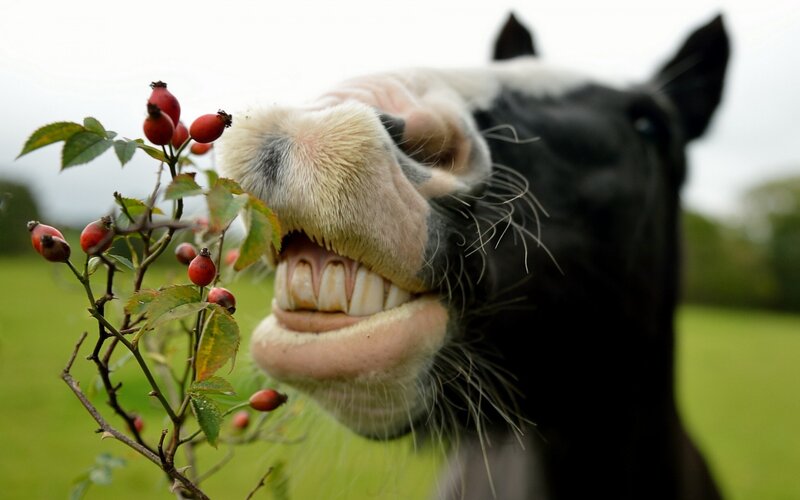 Horse Eating Berries
