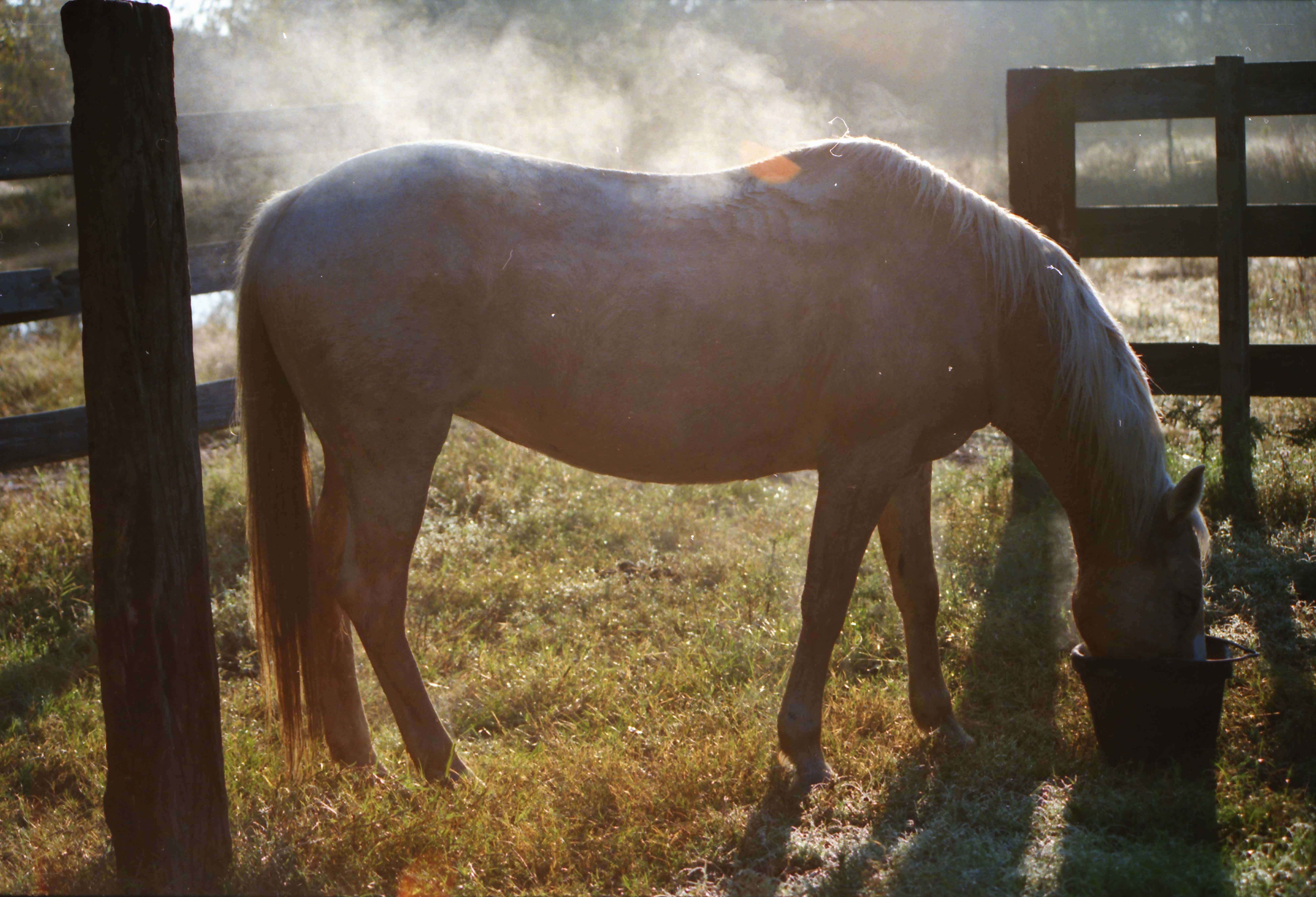 horse eating from a bucket