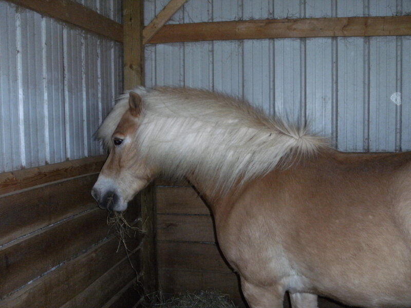 horse eating hay in stable