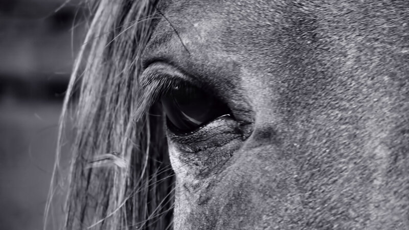 Horse Eye Close-up — Black, Dramatic