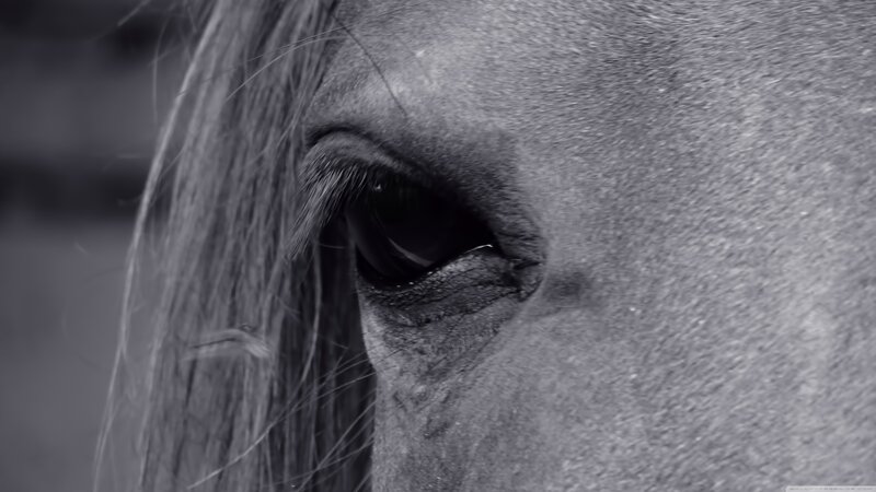 Horse Eye Close-up — Black