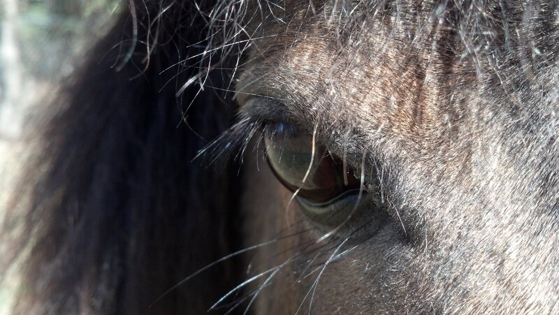 Horse Eye Close-up — Brown, Calm, Afternoon