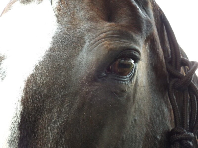 Horse Eye Close-up — Brown, Calm, Photograph, Bridle