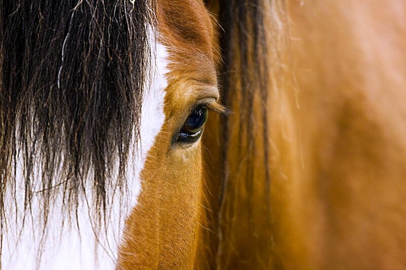 Horse Eye Close-up — Brown, Calm, Photograph