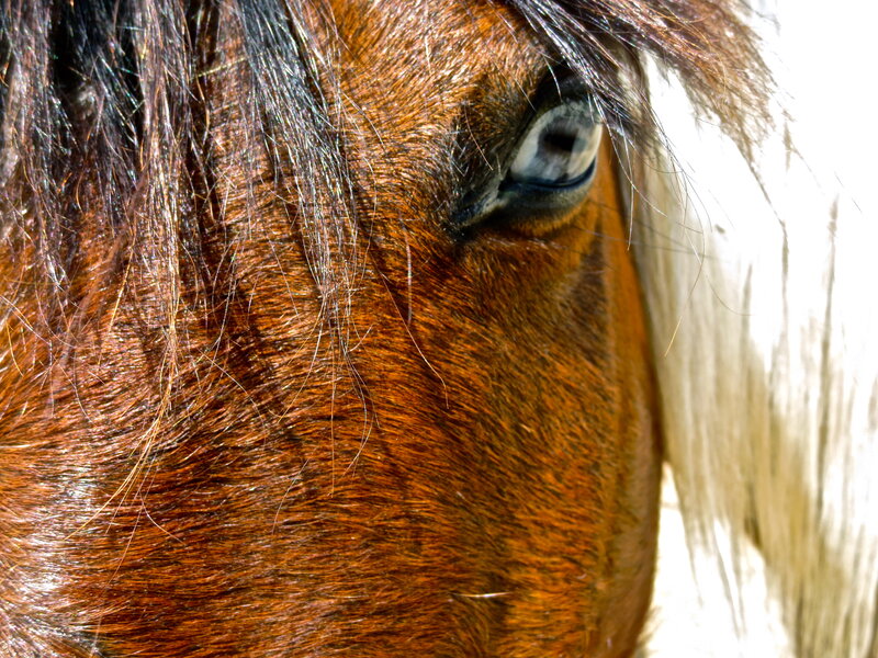 Horse Eye Close-up — Brown, Calm
