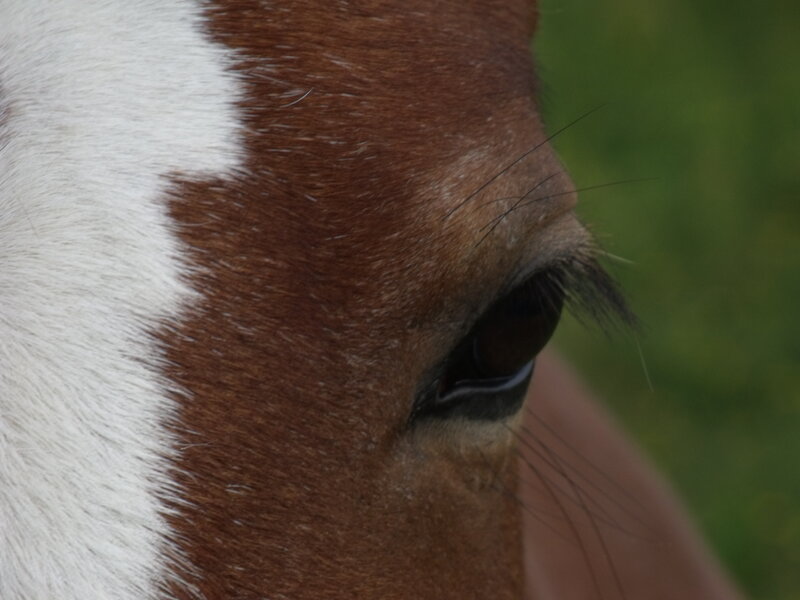 Horse Eye Close-up — Brown