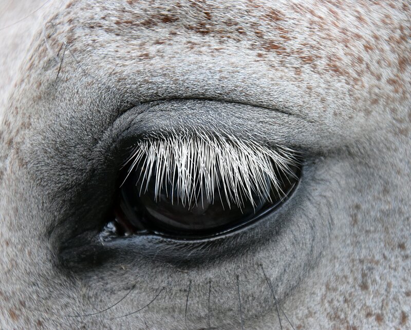 Horse Eye Close-up — Gray, Calm