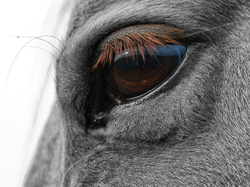 Horse Eye Close-up — Gray