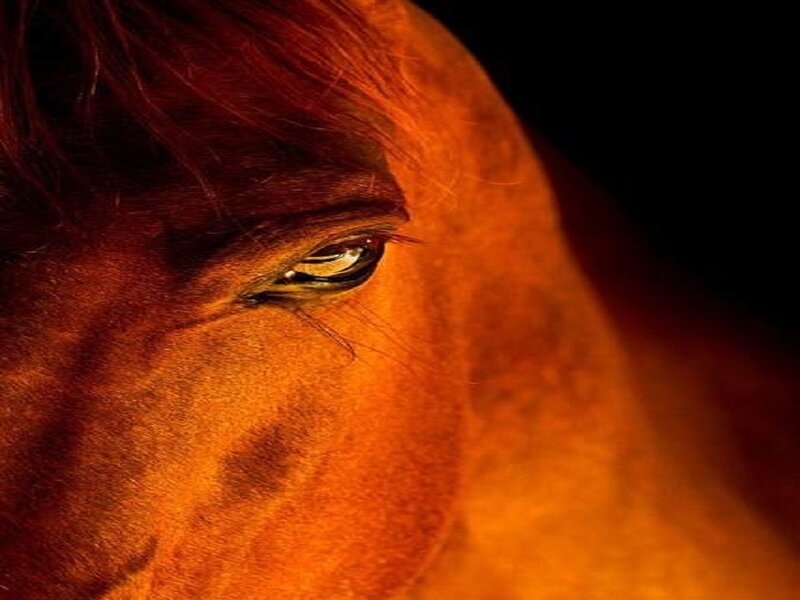 Horse Eye Close-up — Orange