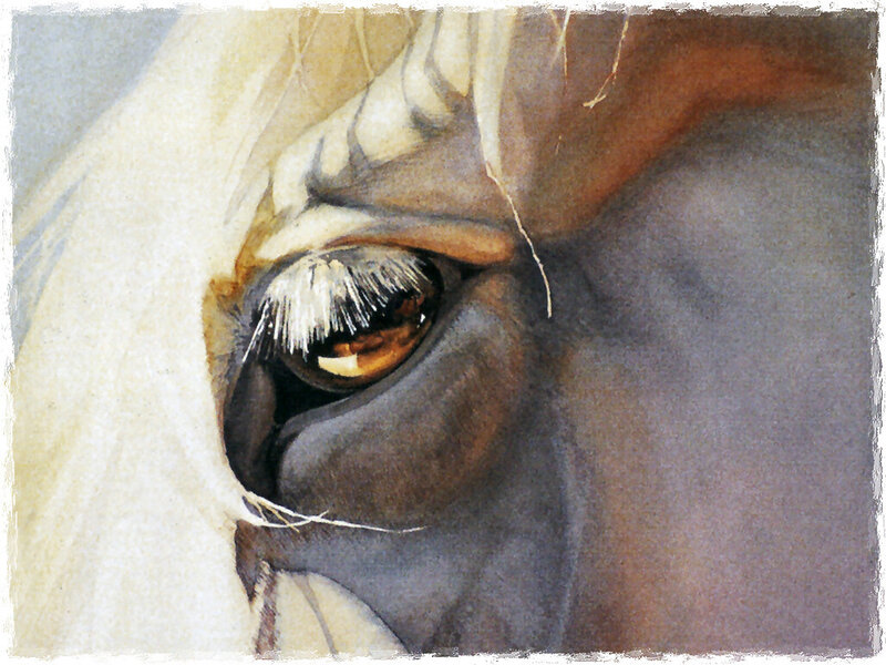 Horse Eye Close-up