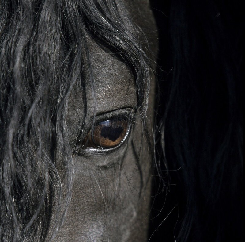 Horse Eye in Close-up