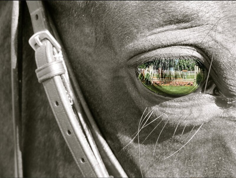 Horse Eye Reflection