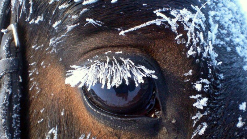 Horse Eye with Frost