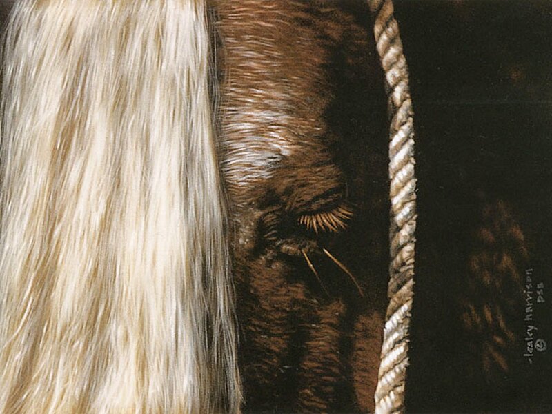 horse eye with rope