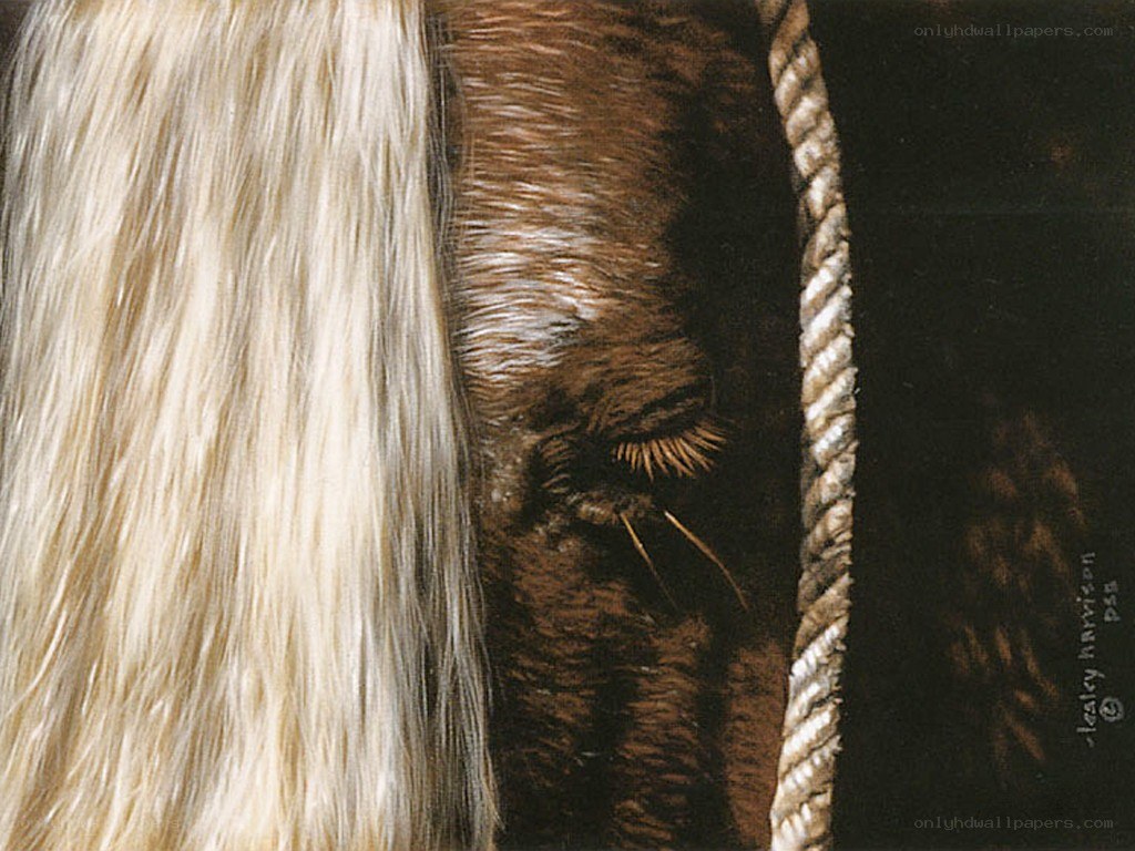 horse eye with rope