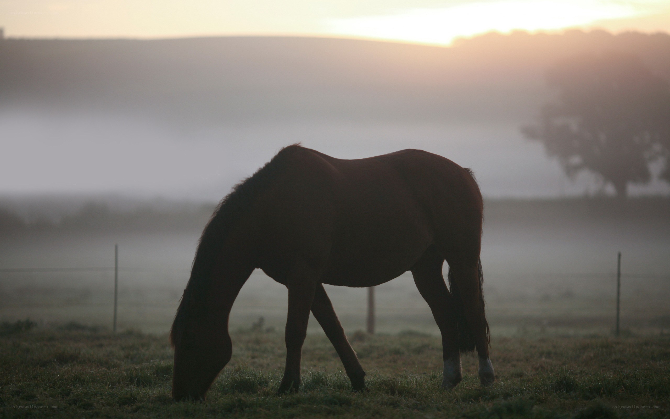 Horse grazing at dawn