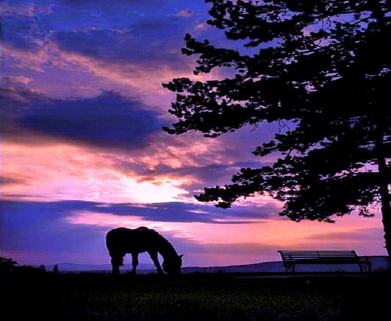 Horse Grazing at Dusk