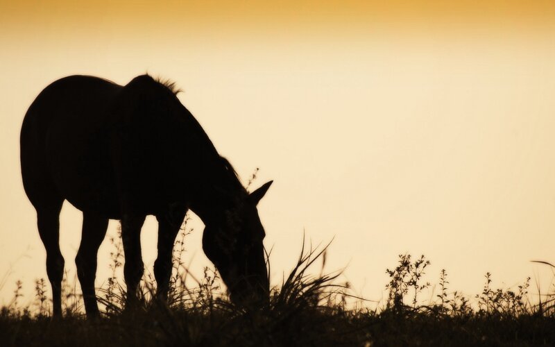 Horse Grazing at Dusk — Yellow