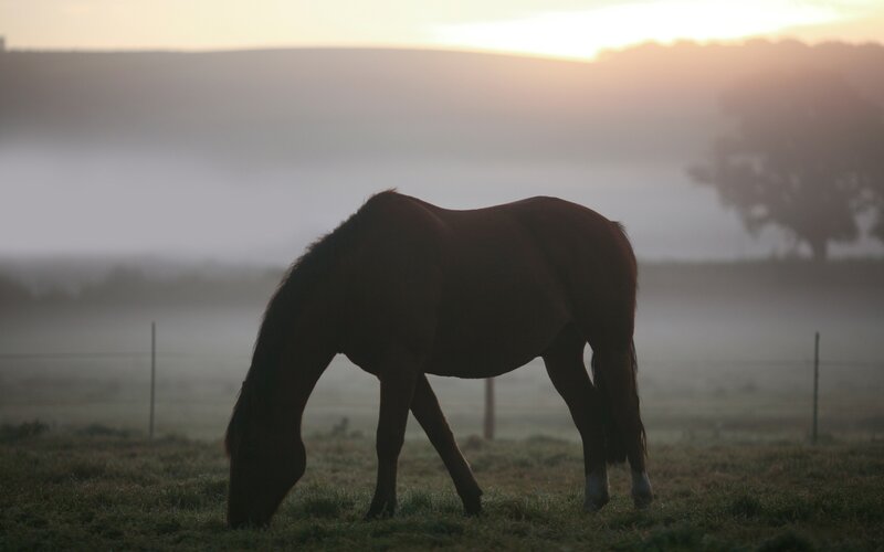 horse grazing at sunrise
