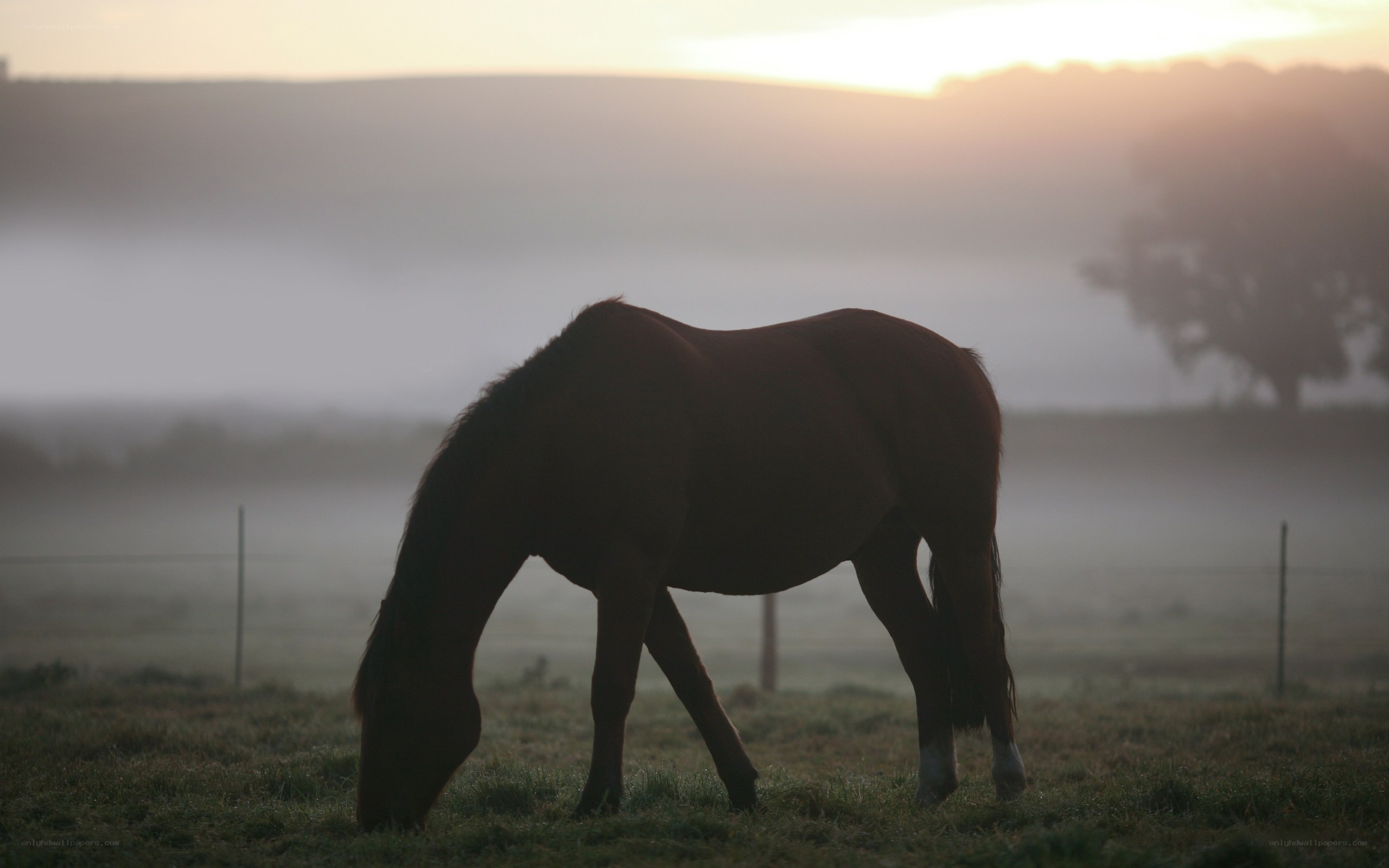 horse grazing at sunrise