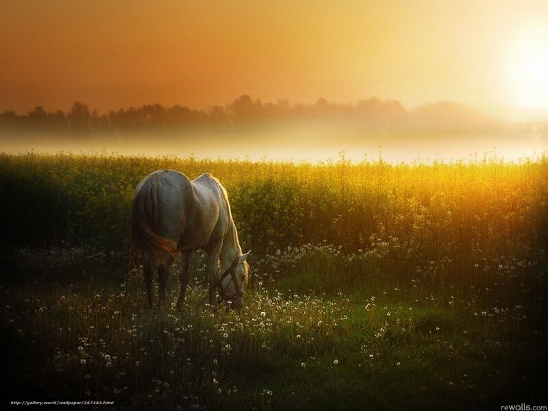 Horse grazing at sunrise