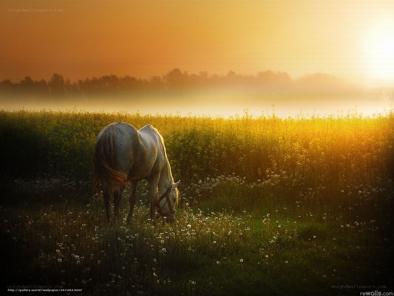 Horse grazing at sunrise