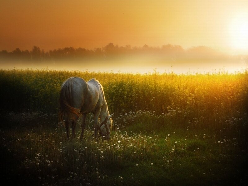 Horse grazing at sunrise