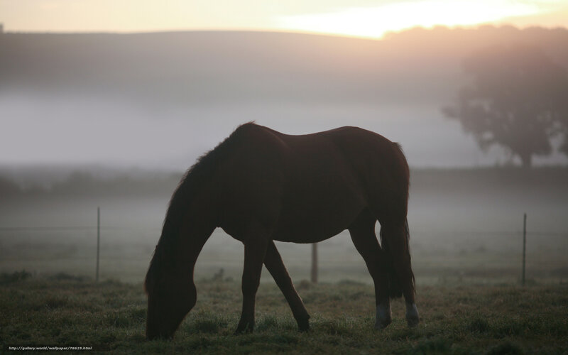 horse grazing at sunrise