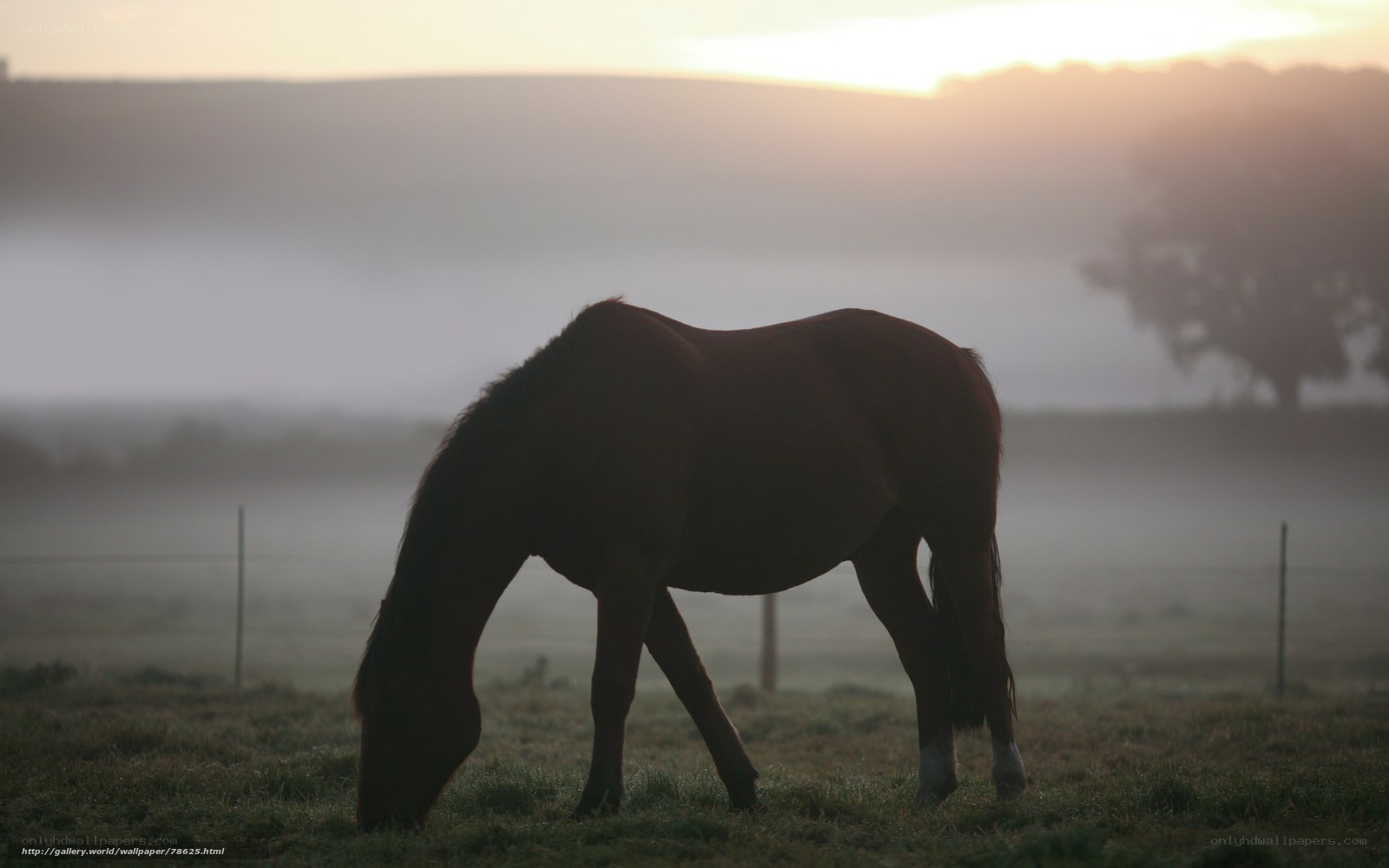 horse grazing at sunrise