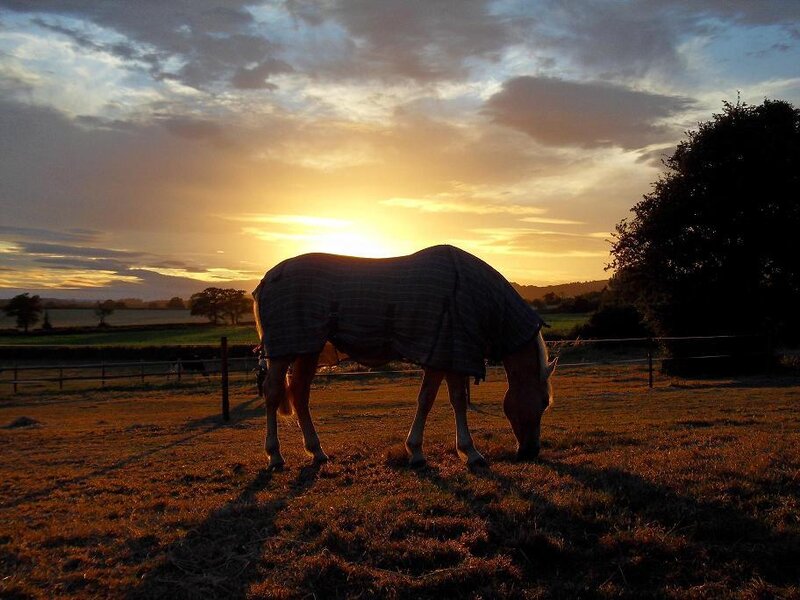 horse grazing at sunset