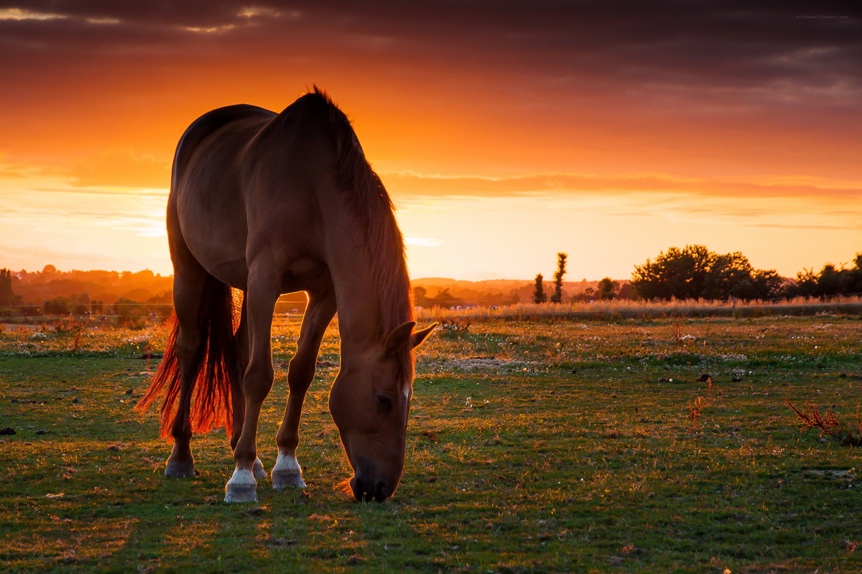 horse grazing at sunset