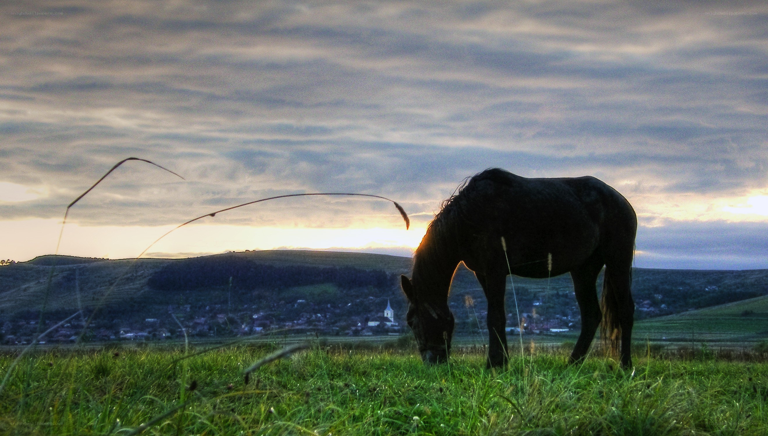 Horse grazing at sunset