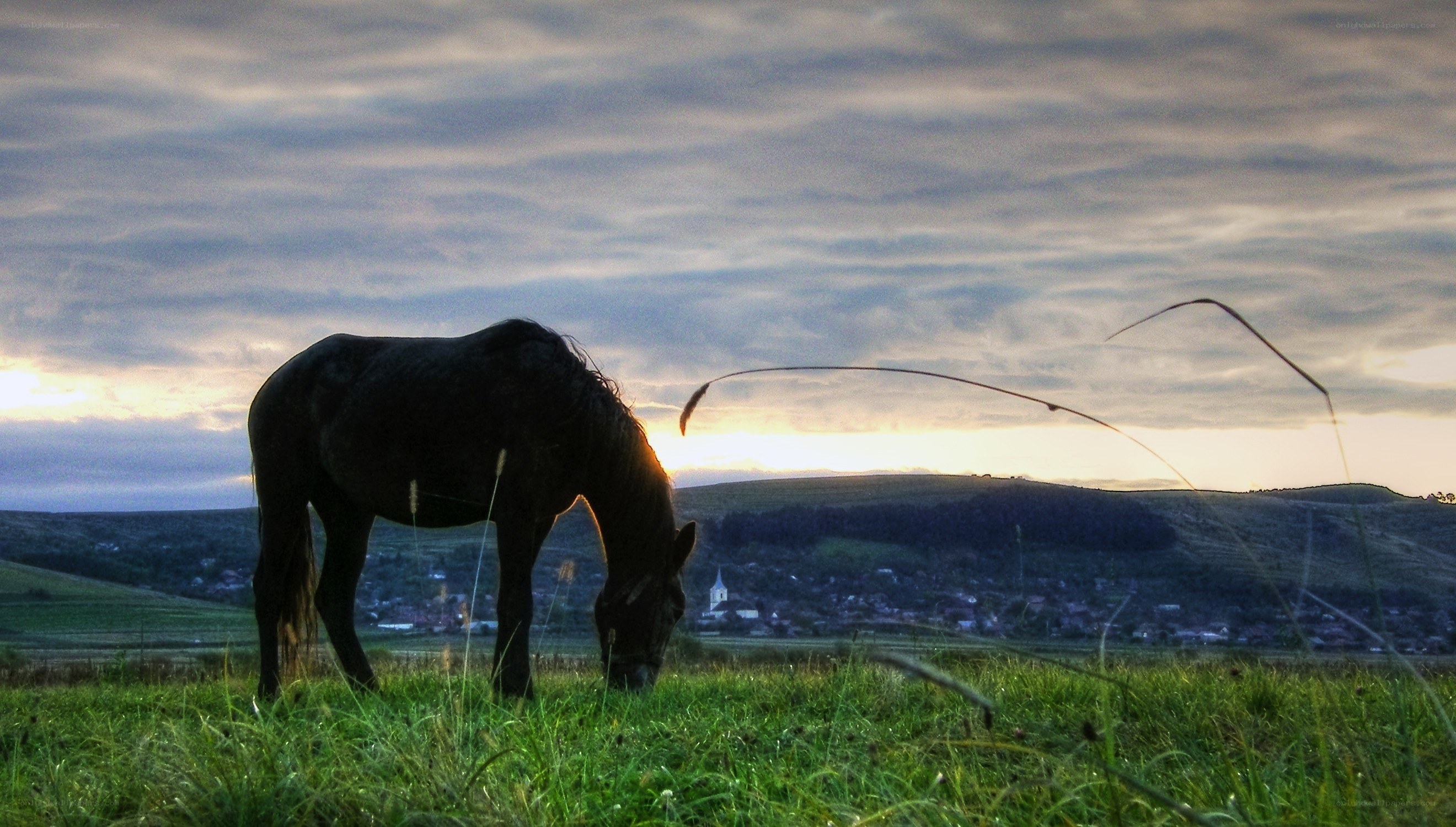 Horse grazing at sunset