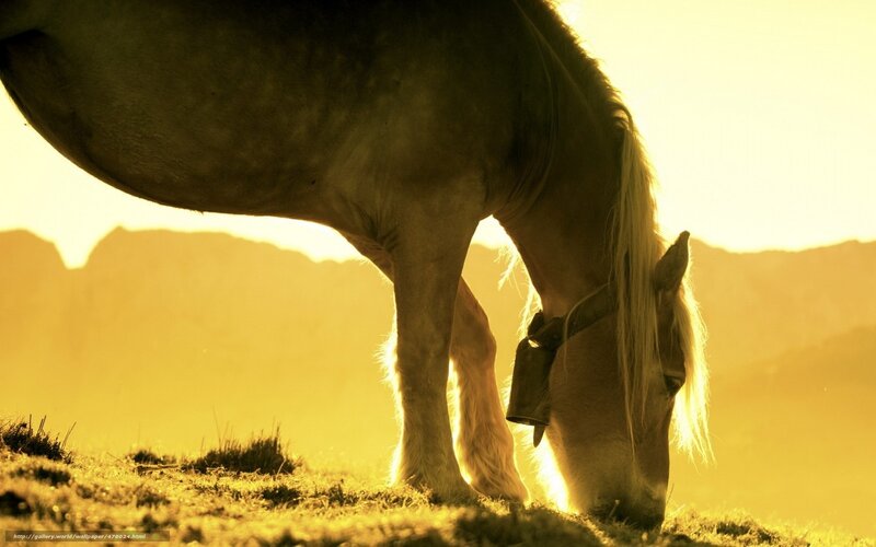 Horse Grazing at Sunset — Gold, Serene